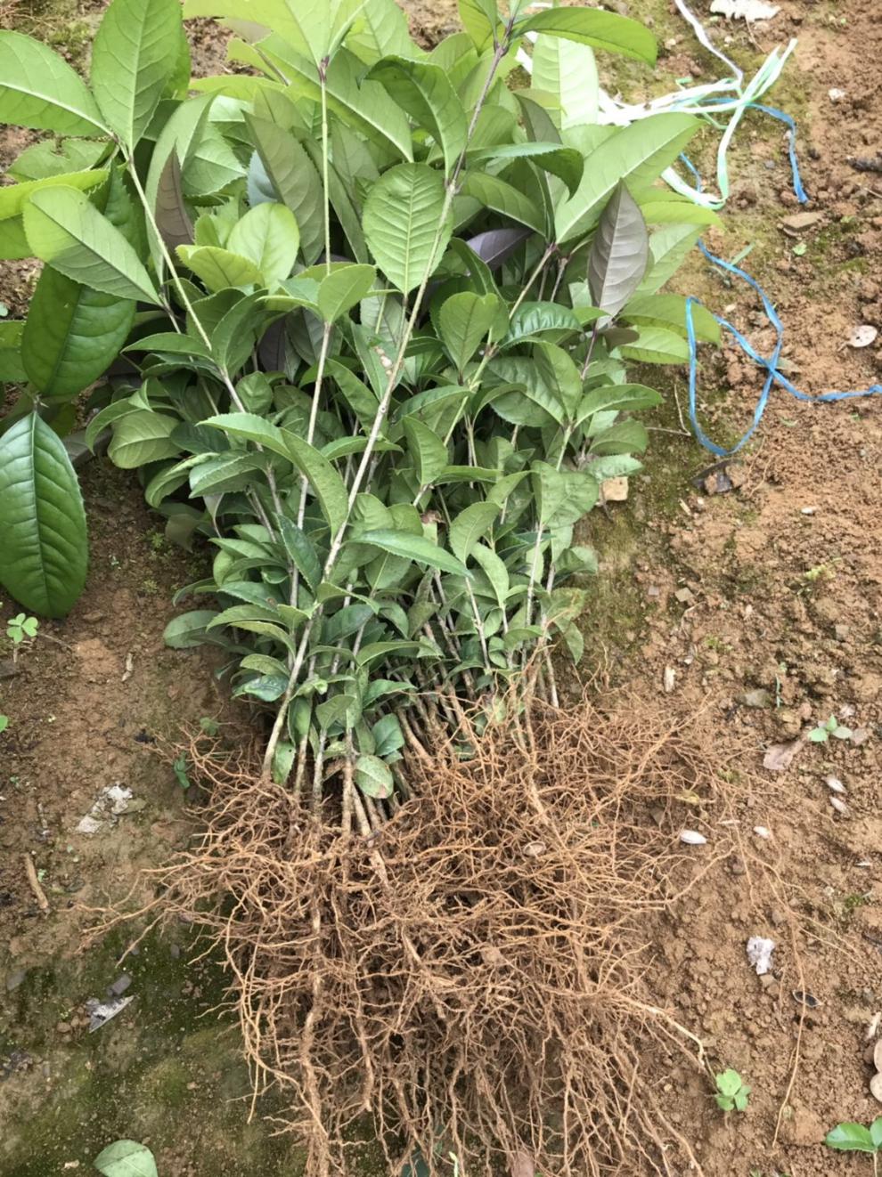 江影清八月桂花树苗批发金桂树苗大小苗桂花苗一年苗二年苗1000棵 1