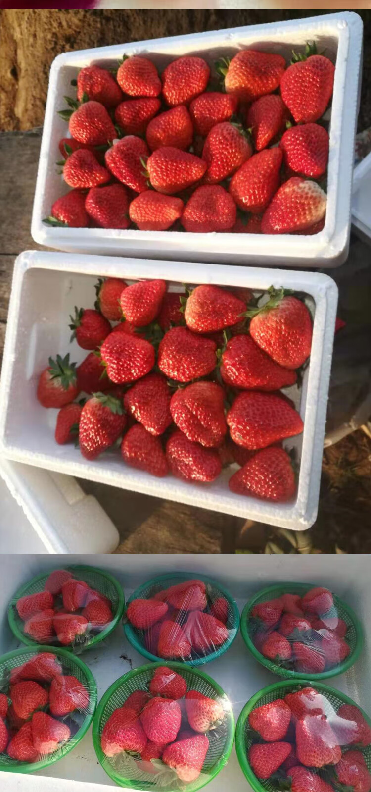 顺丰空运河北保定满城99奶油草莓草莓生鲜奶油草莓红颜99草莓生鲜次日