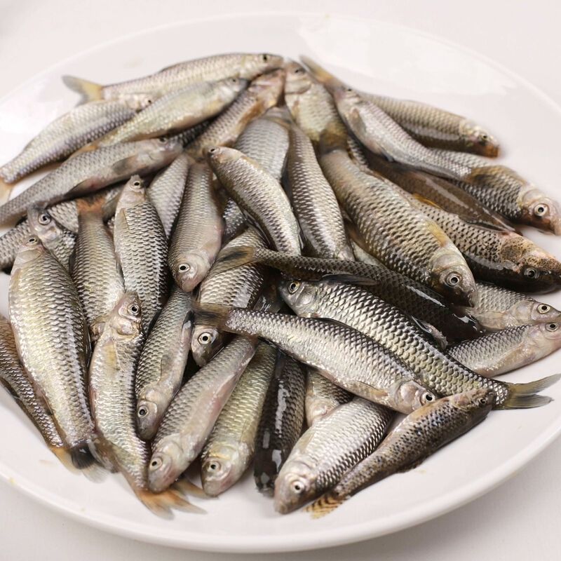 原生態淡水湖新鮮小麥穗魚小羅漢魚淡水魚小雜魚柳條魚食蚊魚麥穗魚