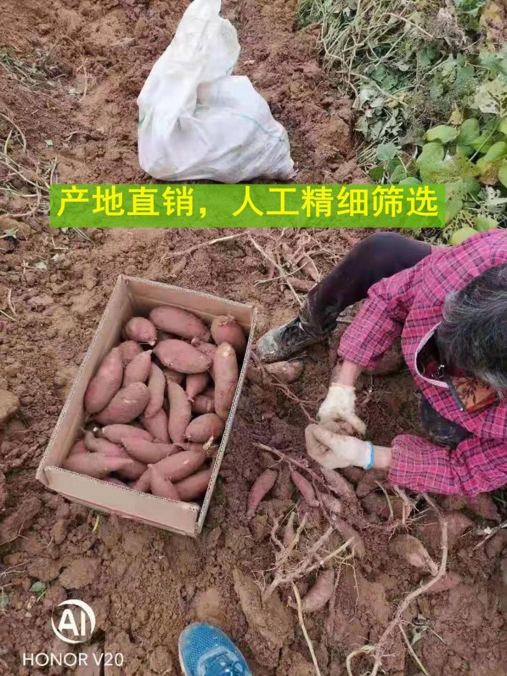 高端蜜薯红瑶玛莎莉黄金红薯软糯极甜超蜜薯香薯黄金蜜薯3斤大果9两