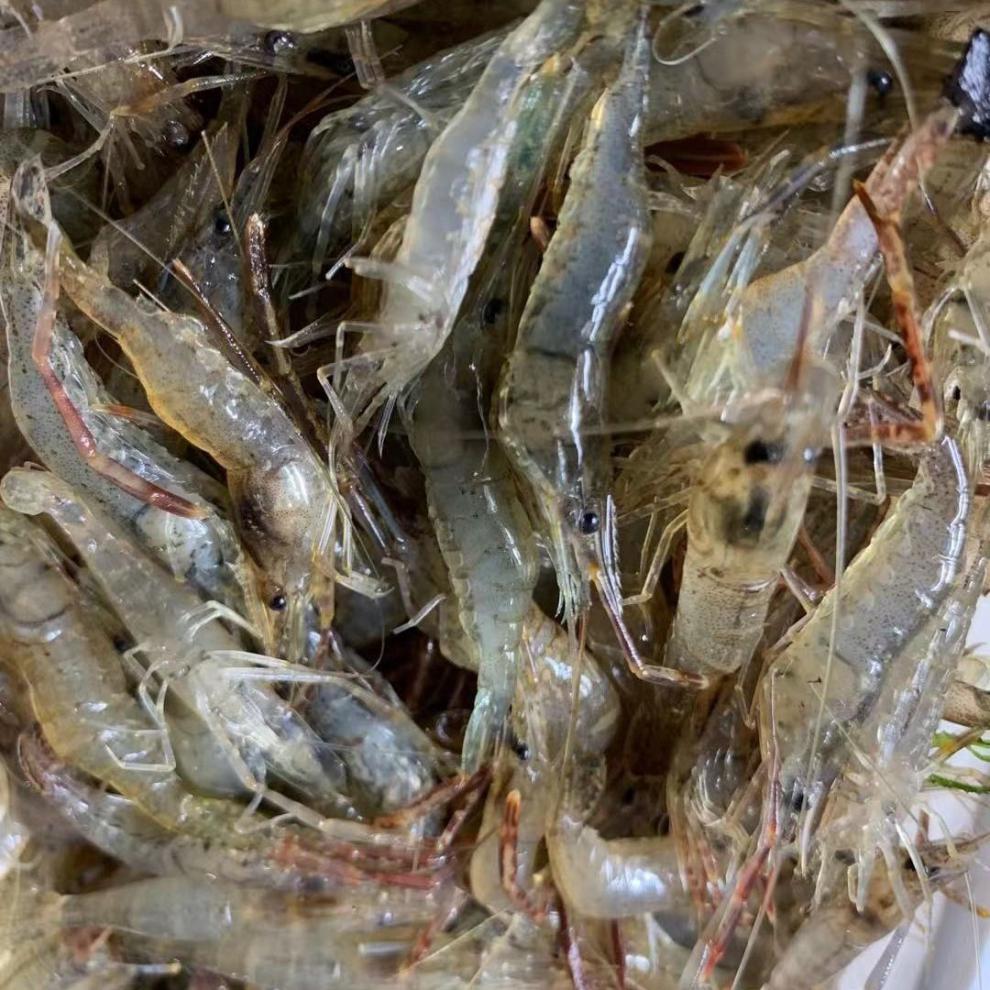 当日捕捞小河虾淡水新鲜鲜活青虾水产急冻小草虾醉虾批