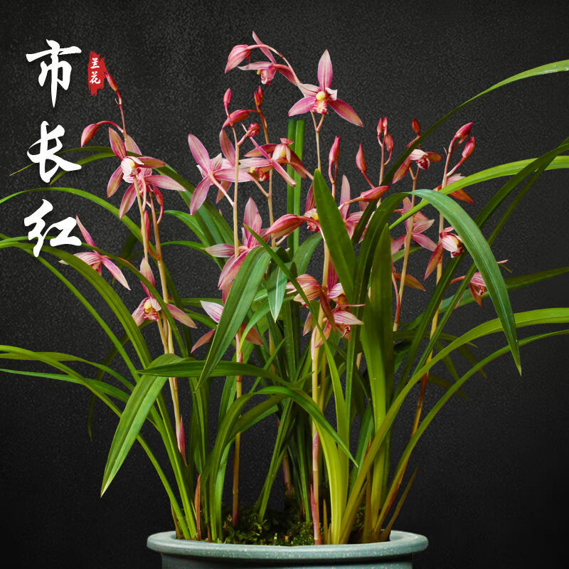 兰花苗市长红盆栽四季兰草名贵浓香花苞室内好养建兰花卉绿植 建兰