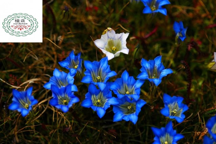 盆栽花草植物高原龙胆花种子地胆头龙胆草观音草蓝色