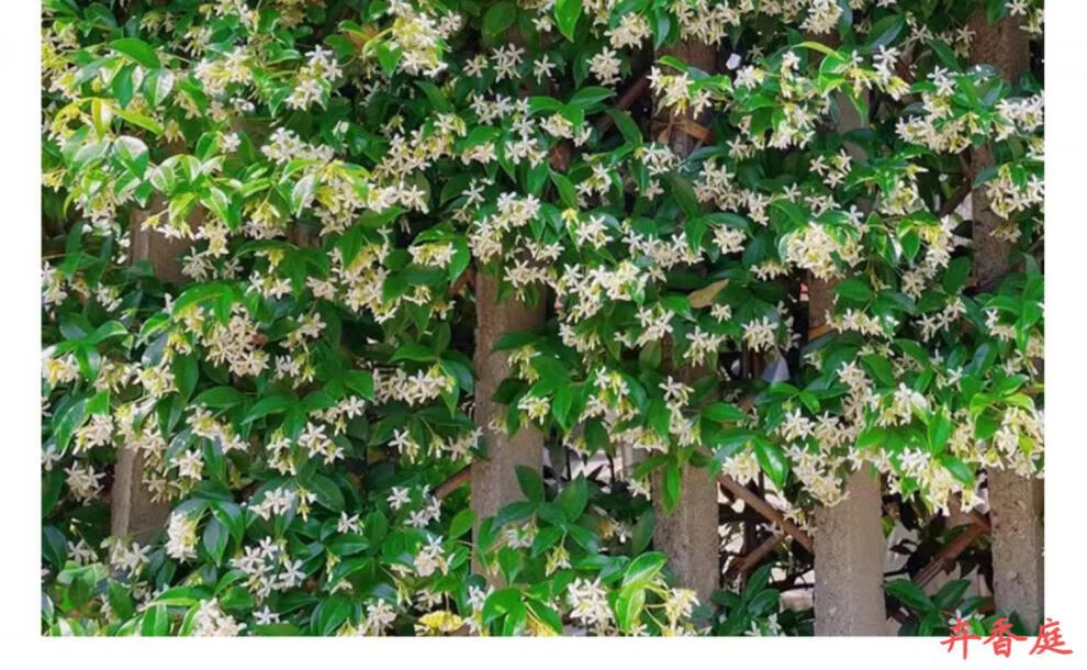 风车茉莉爬藤植物络石藤浓香花卉盆栽四季开花苗室内阳台庭院耐寒 12