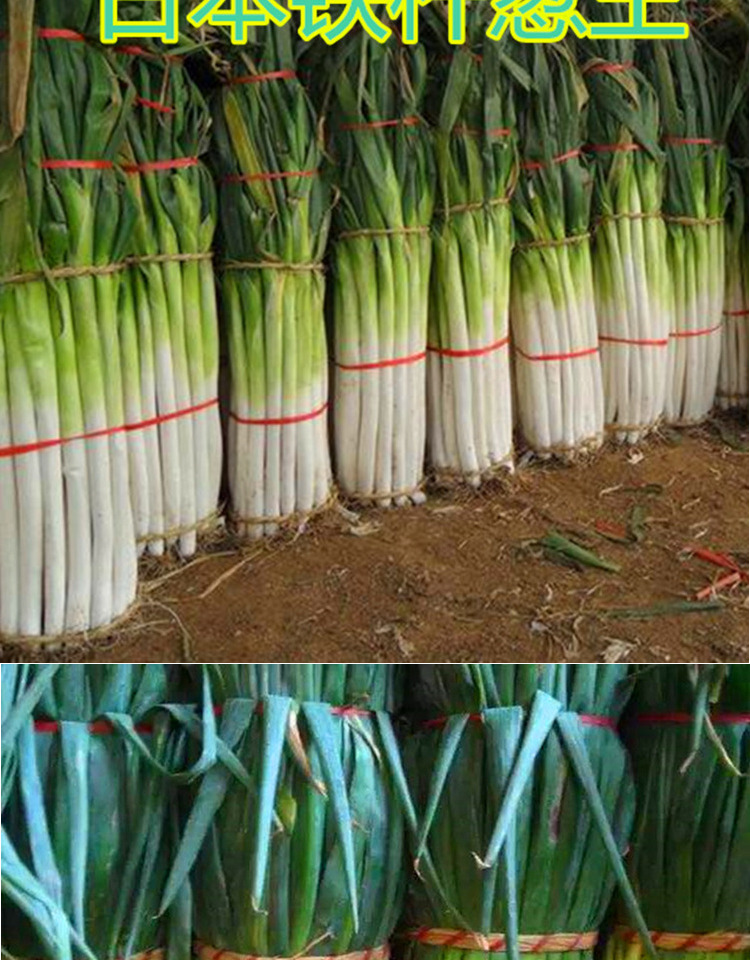 日本铁杆葱王大葱种子进口铁杆大葱葱白紧实产量高四季蔬菜种子 日本