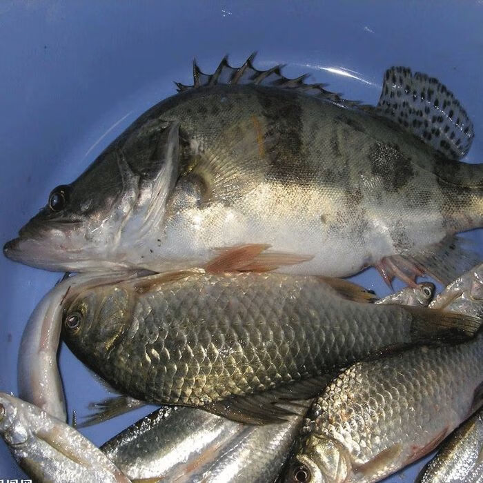 新鲜安徽桂鱼鳜鱼鳌花鱼桂花鱼淡水鱼活鱼下单现杀坏了包赔半斤左右2