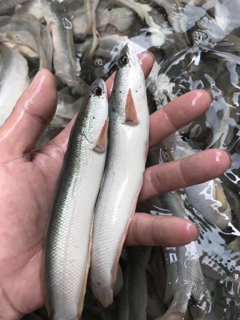 秋颖 白甲雷龙 白乌鱼 白乌鱼苗 白化黑鱼 活体观赏鱼 淡水凶猛鱼 白