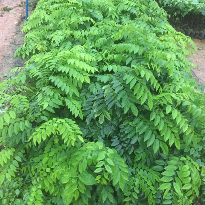 海南黃花梨樹苗正宗海南樹苗珍稀名貴木材樹苗降香黃檀苗庭院盆栽綠化