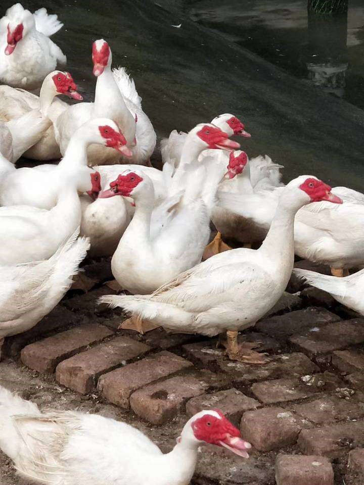 百日红鸭照片图片