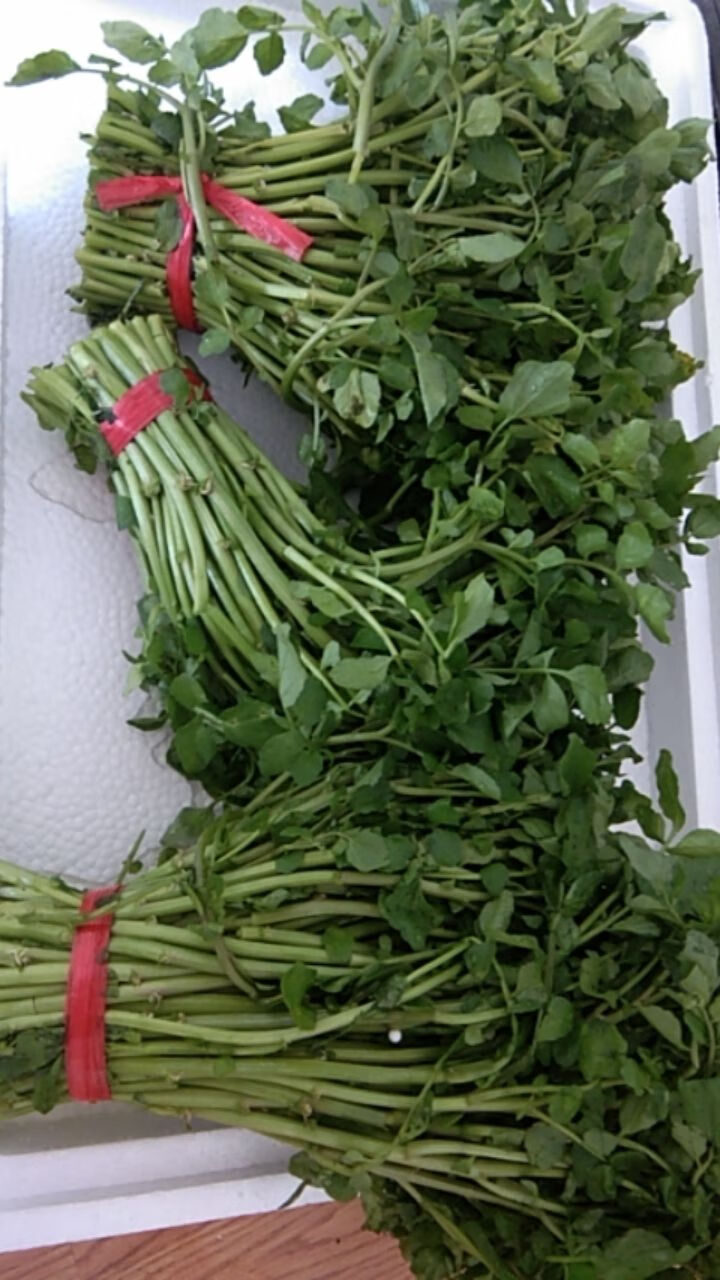 西洋菜贵州新鲜豆瓣菜水芹菜蔬菜基地直供绿色山泉水种植3斤西洋菜