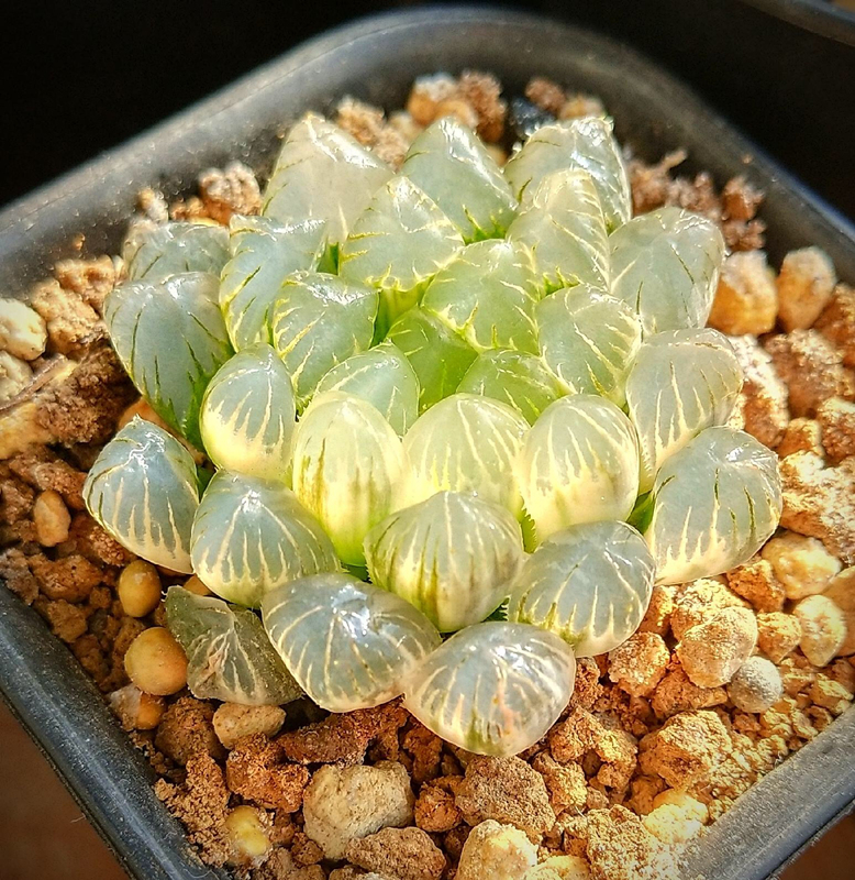 冰灯玉露十二卷多肉新品霓虹灯黑肌锦万象寿玉扇虞姬组培苗满 追求寿