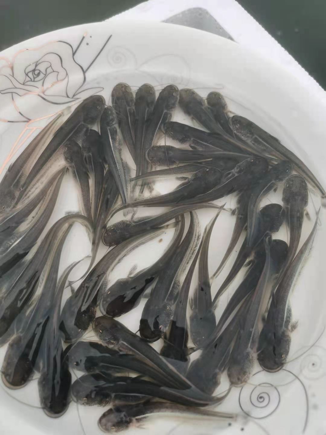 榮鬱大口鯰魚苗捕食性肉食魚類雜魚剋星淡水活體養殖食用原生魚小魚苗