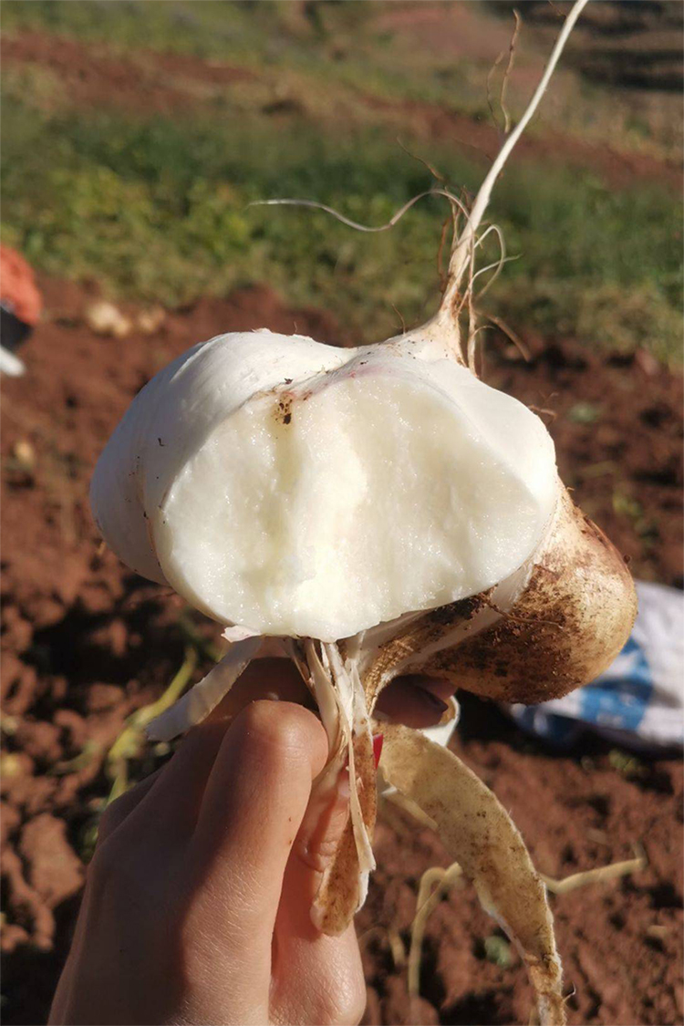 牧马山地瓜种子水果地瓜番薯种籽凉薯茎叶四季春蔬菜沙葛清凉土瓜地瓜