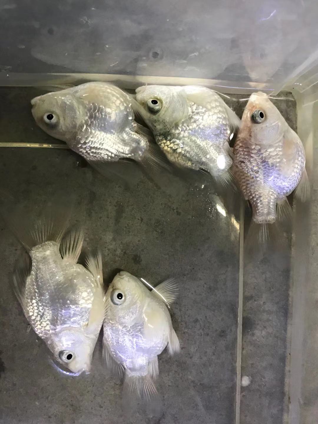 球形蝴蝶鲤鱼球体短身鱼苗白金龙凤锦鲤活体观赏鱼金鱼贵妃鱼 赛级