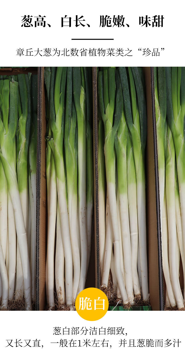 现拔现发9斤山东铁杆大葱葱白长度30cm以上新鲜白甜葱3斤净葱去皮去半
