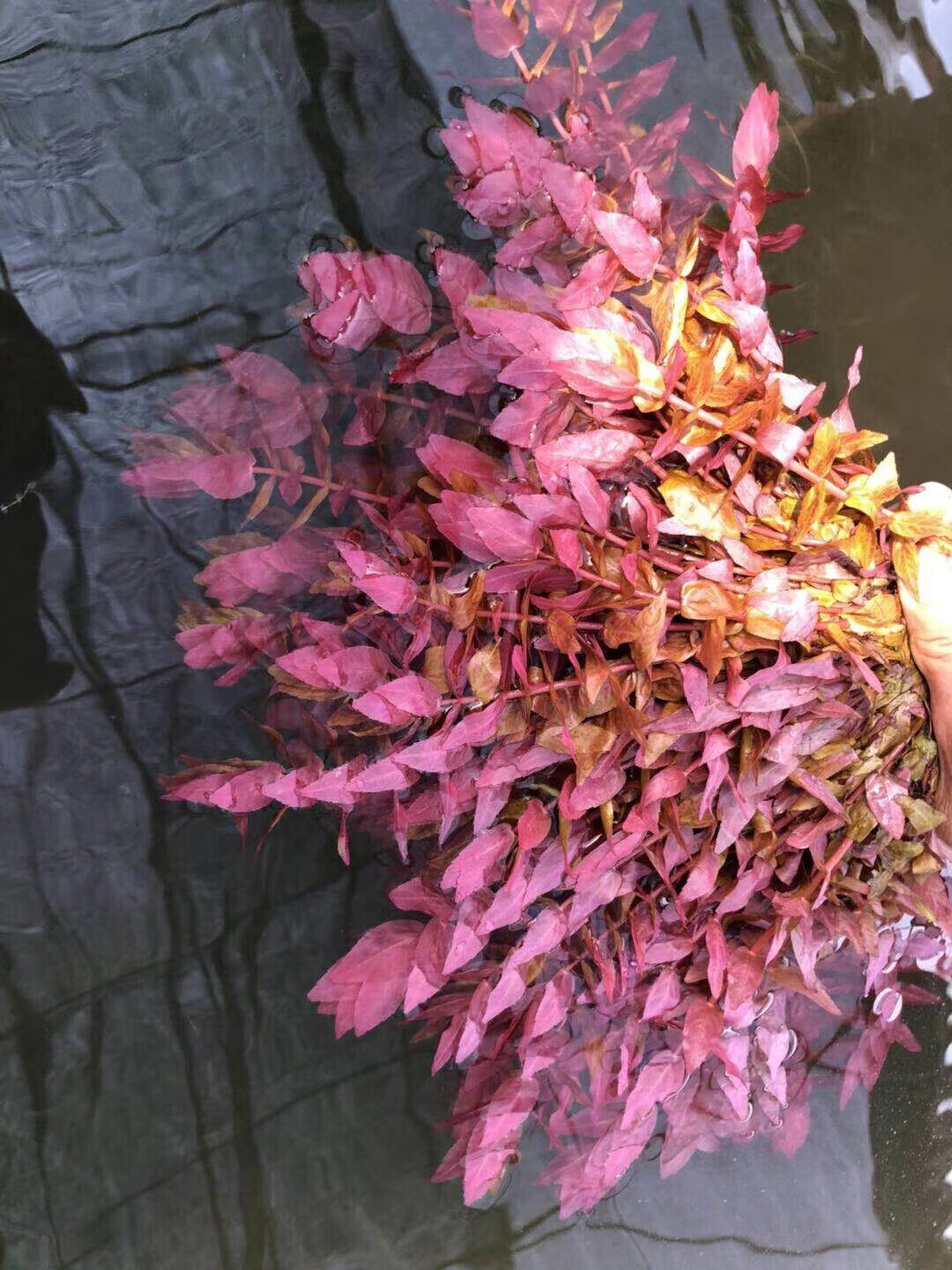 红色水草水下叶红蝴蝶红雨伞大红叶红菊红松尾小红莓紫丁香红宫廷 红