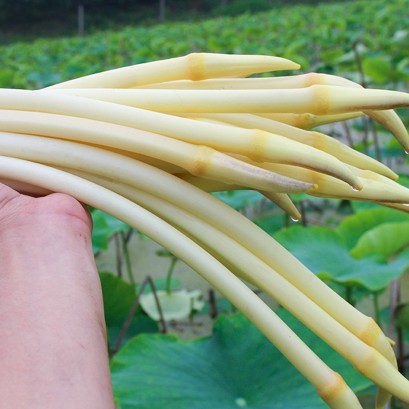 【顺丰空运】湖北藕带小莲藕带藕肠子 新鲜采摘莲藕藕带现挖现发 1斤