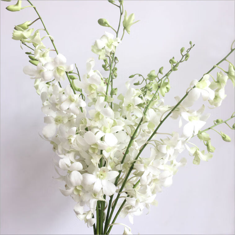 泰国洋兰鲜花花束真花配洋兰花批发家用水养花云南昆明速递同城 粉色