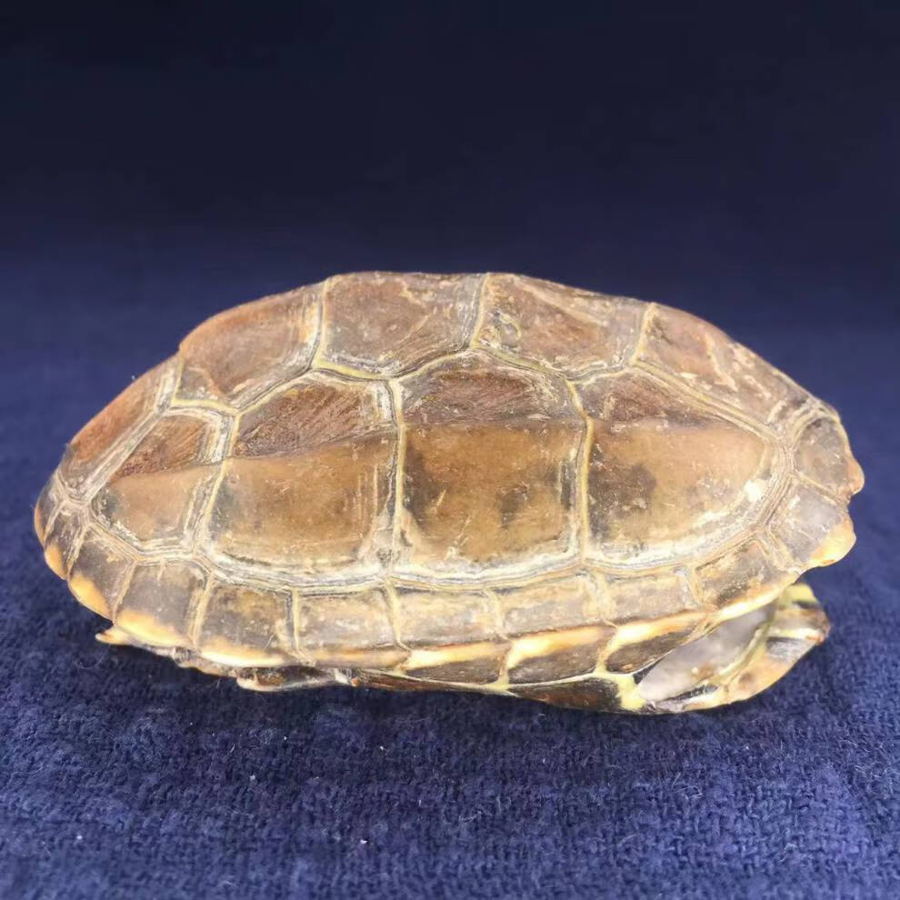 龟壳算卦 龟趣完整真乌龟壳富甲天下手把件龟甲挂件摆件外塘冷水沧桑