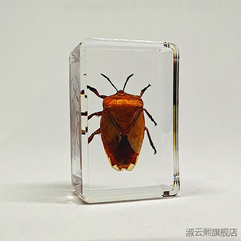 2022新款环氧树脂昆虫标本 真实昆虫标本幼儿园动物真虫树脂早教观察