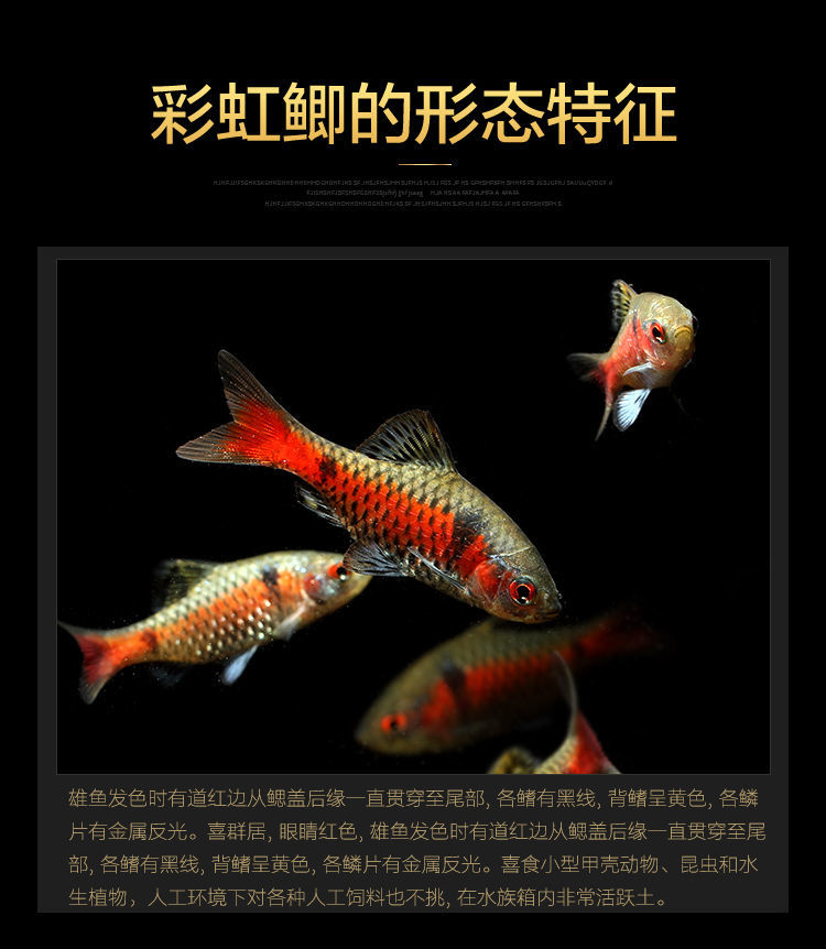 钻石彩虹鲫观赏鱼好养耐活养不死小鱼活鱼冷水鱼自来水耐寒泰国精选