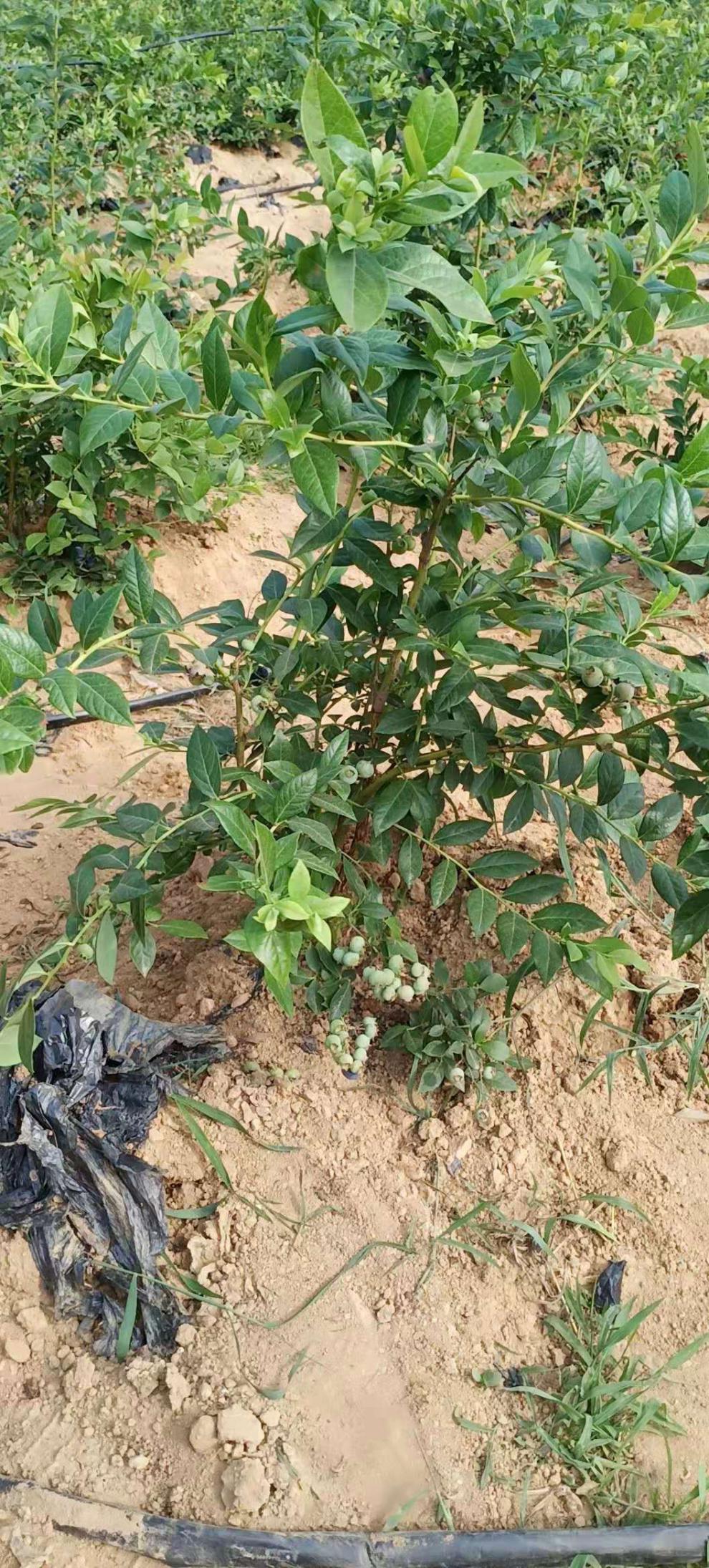 珊野蓝莓苗四季水果苗蓝莓盆栽带花果蓝莓树苗庭院南北方种植当年结果