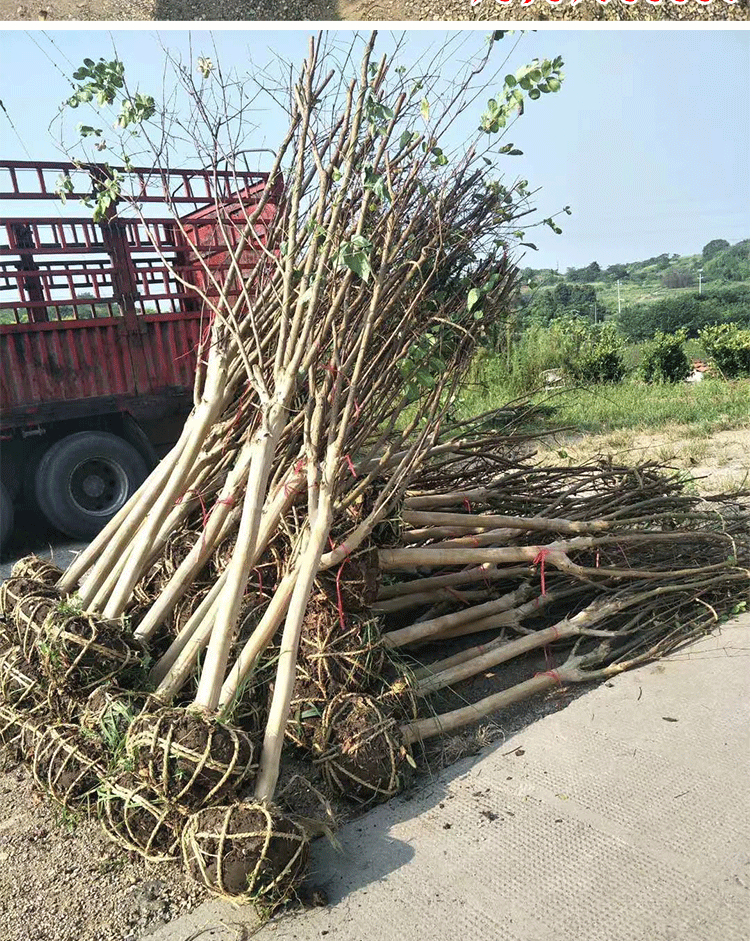 紫薇树苗 百日红火箭紫薇花盆栽 地栽庭院绿化工程树苗紫薇花树苗