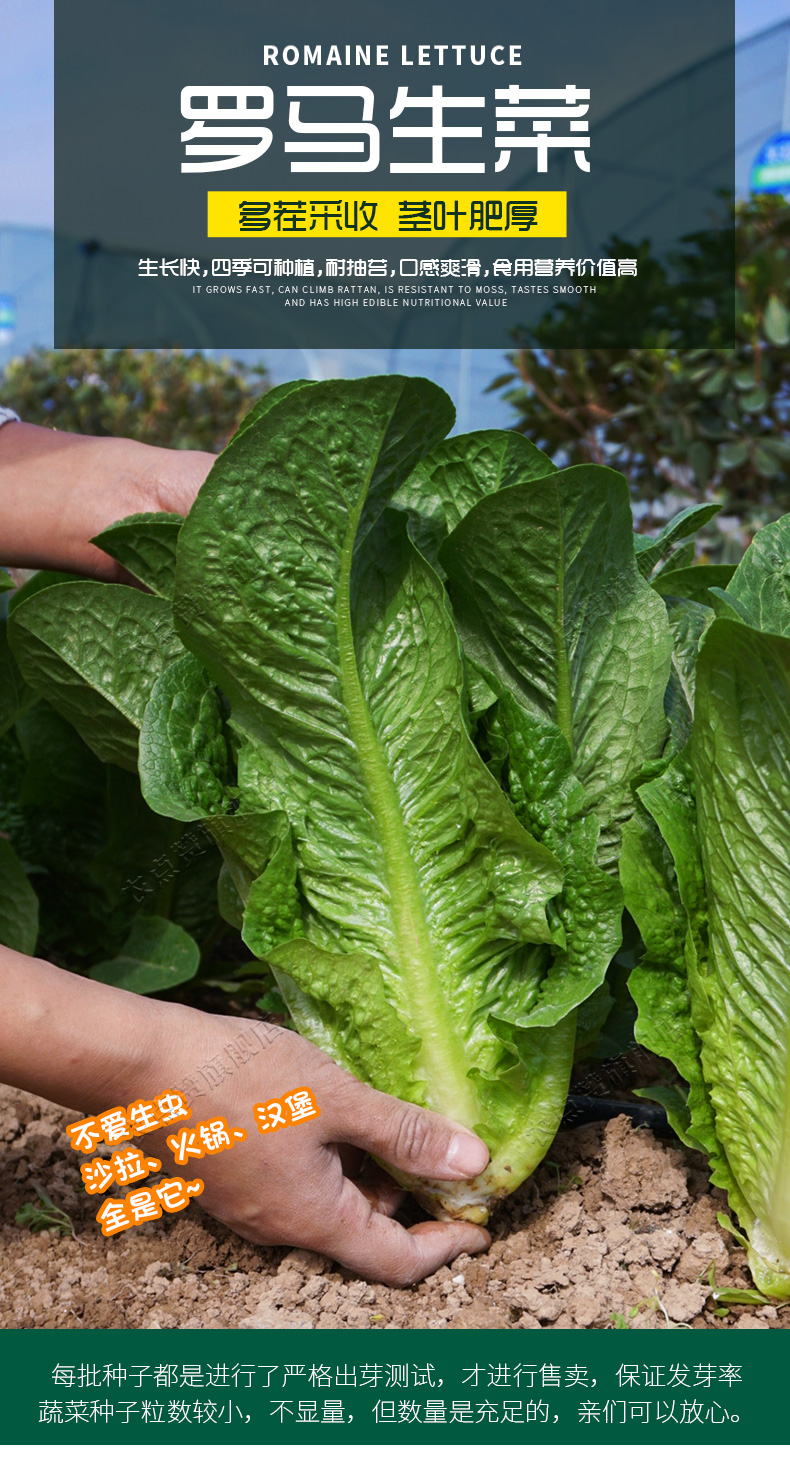 农点赞蔬菜种子四季直立大罗马生菜种子青菜种子菜籽种子生菜有机水培