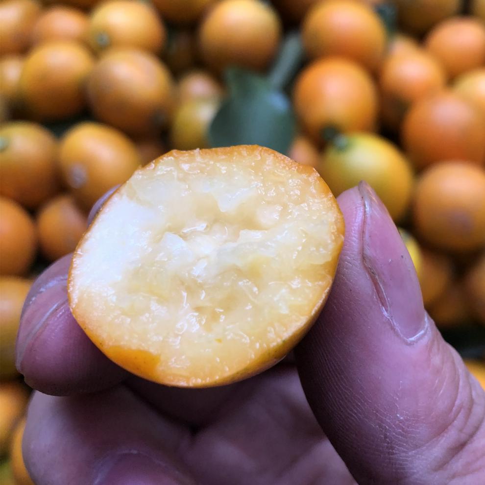 广西融安第三代脆蜜金柑金桔5斤装新鲜现摘纯甜水果第三代脆蜜6号果约