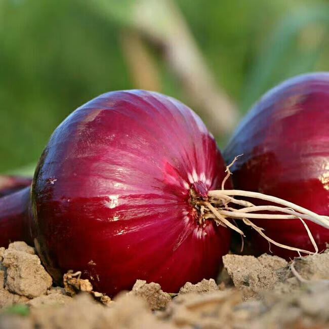 洋葱东北红皮圆葱紫红皮洋葱 农家自种新鲜蔬菜 带箱3斤