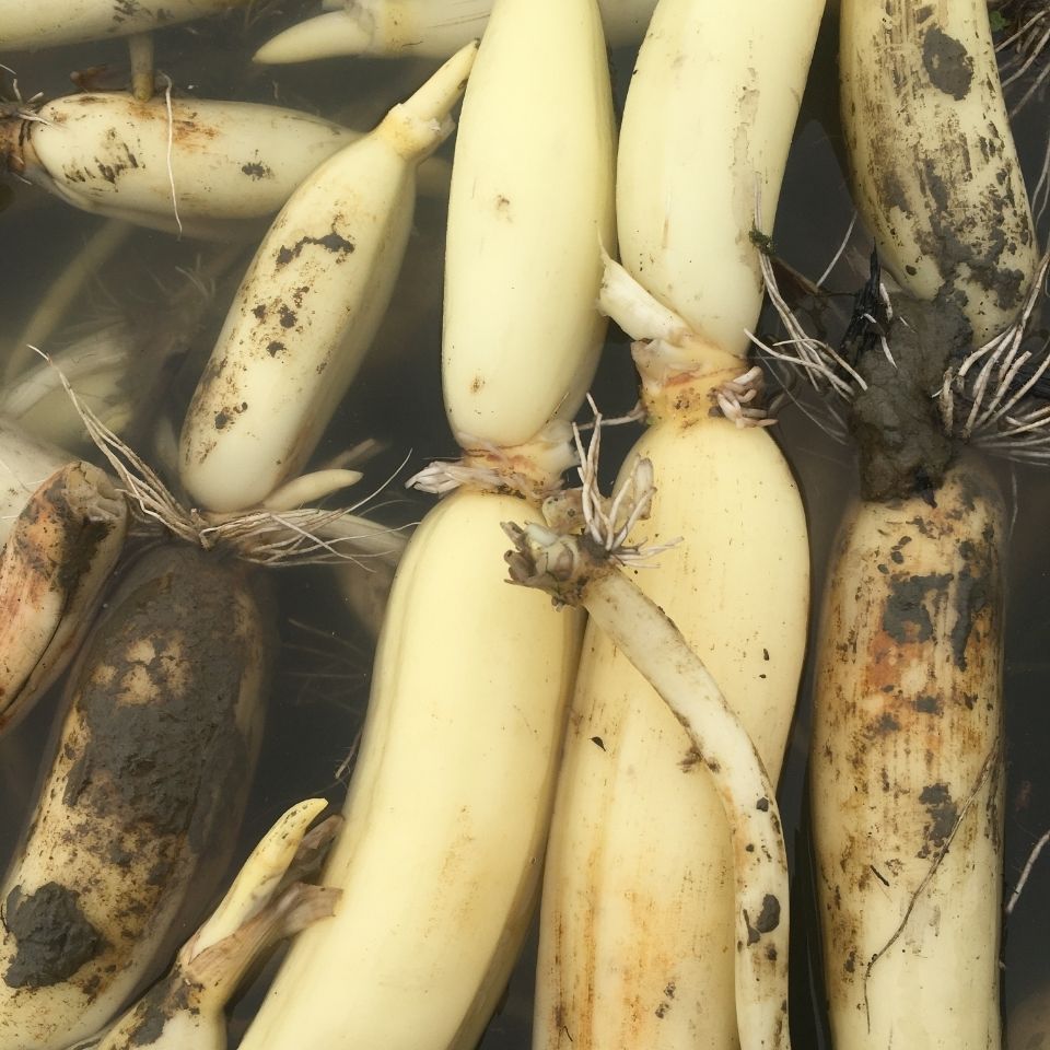 洪湖脆莲藕嫩莲藕15斤水果藕新花藕脆嫩清甜现采摘真空包装3斤装新花