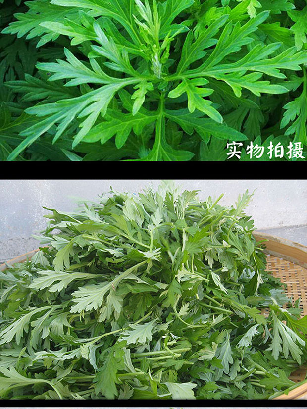 新鲜食用艾草叶野菜青团糍粑清明果嫩艾叶艾蒿艾米果现摘干艾草带梗含