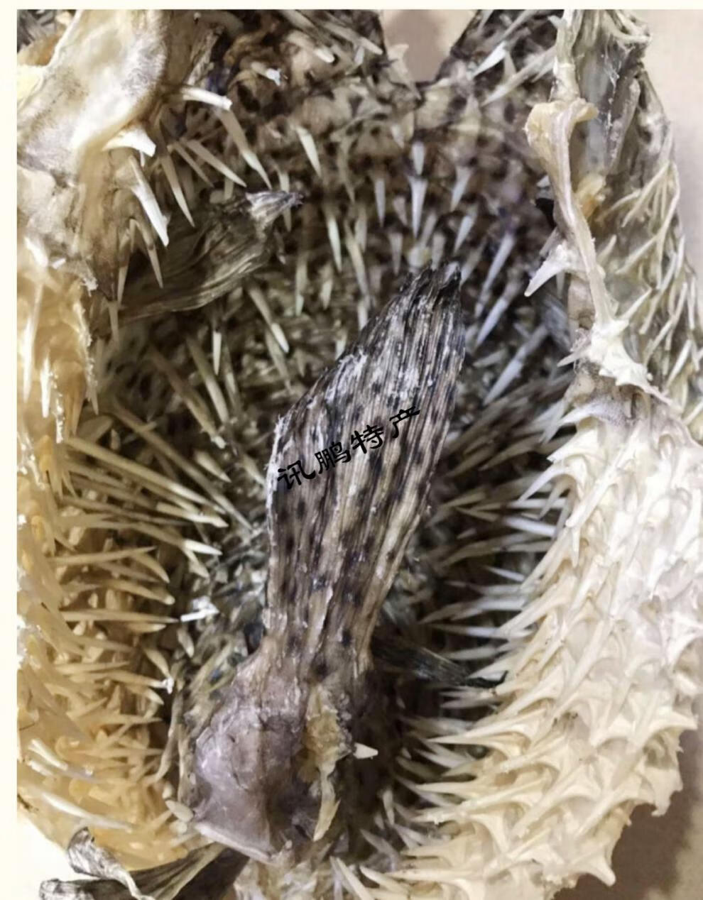 5折大号刺龟鱼皮海豚海胆刺豚皮海刺鱼北海海产干货海鱼干煲汤500克