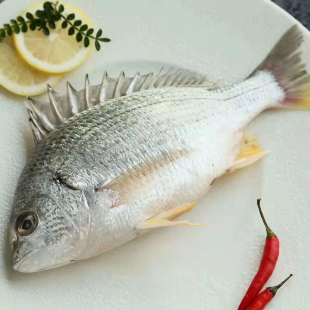 斓维品 黄翅鱼黄立鱼新鲜海捕海鲜水产活冻黄翅 黄翅鱼3斤共3条【图片