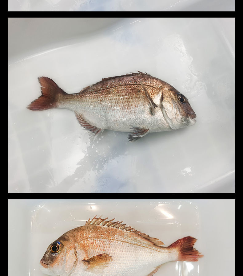 真鲷鱼海鱼刺少辅食1-1.