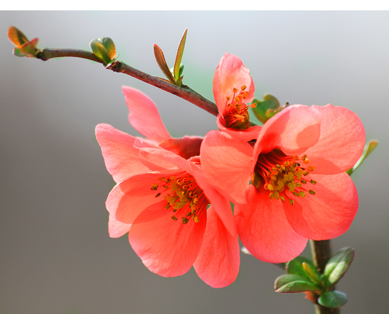 中梦重瓣海棠花苗冬季耐寒花卉庭院阳台室内外观花绿植盆栽四季开花