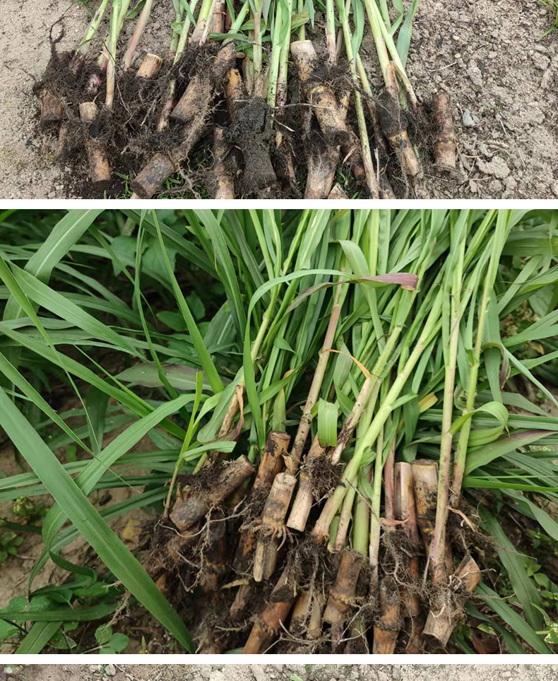 博卉无毛甜象草3号新型皇竹草种苗巨菌草种籽四季多年生高产耐寒牧草