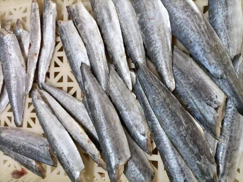 鲅鱼片新鲜冷冻大鲅鱼马鲛鱼水饺馅海产冻鱼批发 鲜琛觅 二斤装【家庭