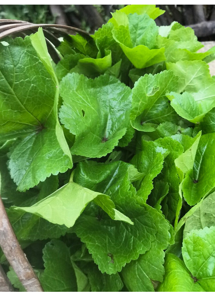 糯米冬寒菜种籽冬苋菜种子冬天菜种冬季籽种蔬菜苗青菜孑菜籽菜苗