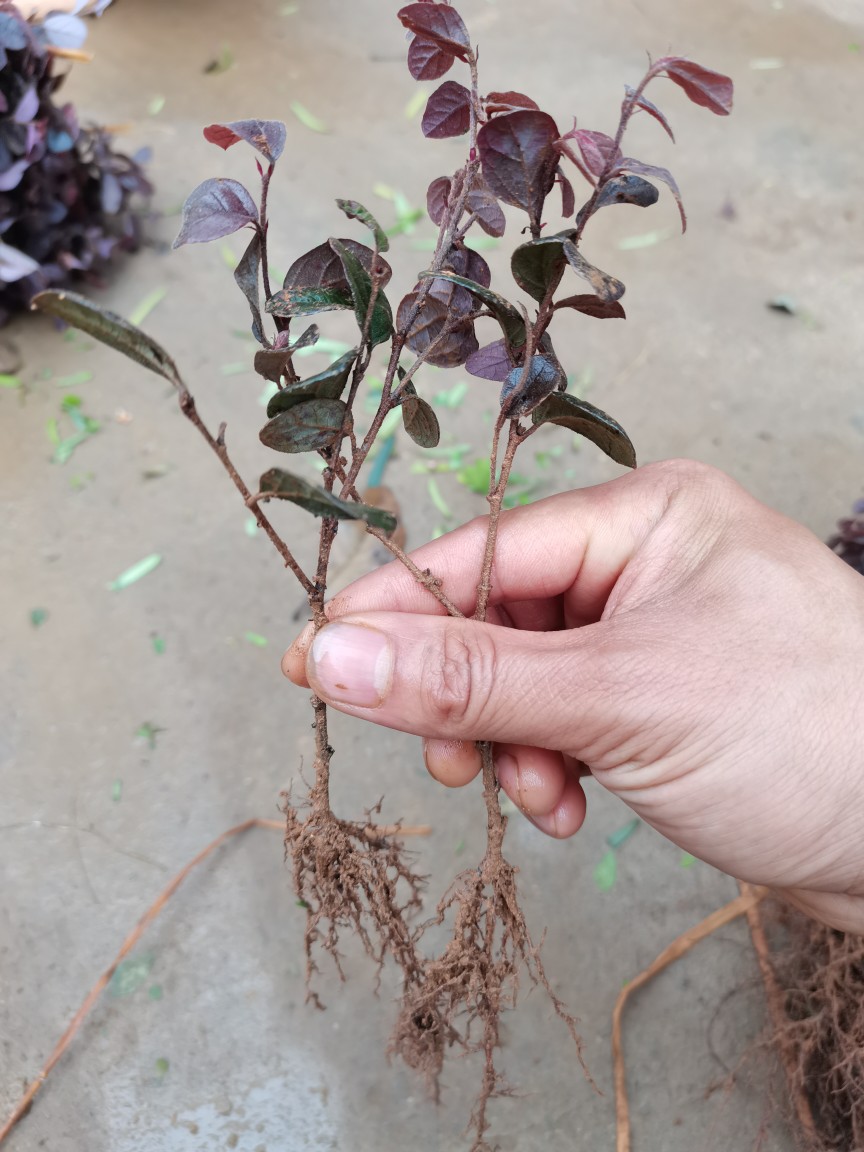 战长沙红继木小苗红花继木苗扦插红花檵木地苗当年生小树苗保湿 新苗8