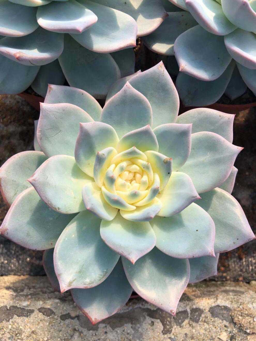 莫斯科 厚葉 粉藍鳥錦多肉植物 盆栽 綠植 室內 新手 好養 藍鳥12-15