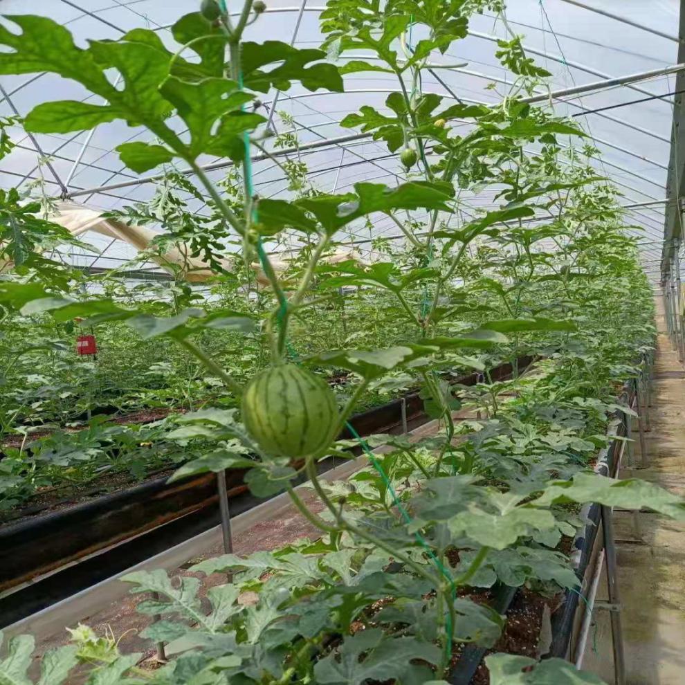 爬藤网吊秧绳吊蔓绳拉绳番茄黄瓜辣椒蔬菜吊秧抗老化农业专用绳子 27