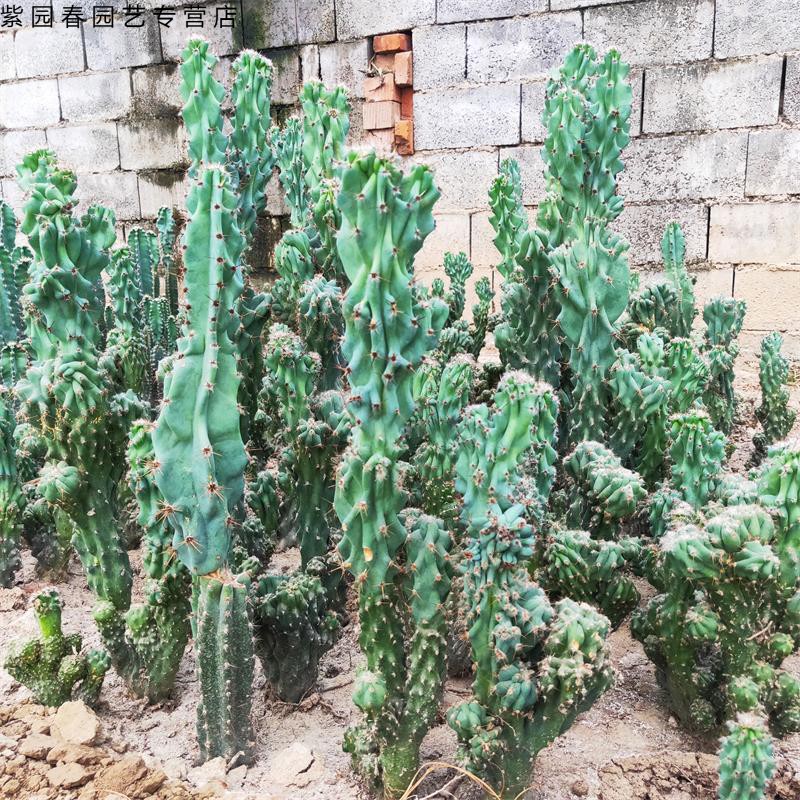 园艺山影拳仙人山植物仙人掌盆景虎头峰罗汉山仙人柱多肉植物 山影