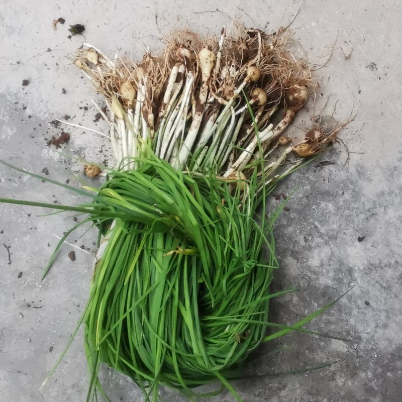 野菜小野蒜新鲜重庆薤白小根蒜野葱特香葱小葱食用农产品 1500g【图片