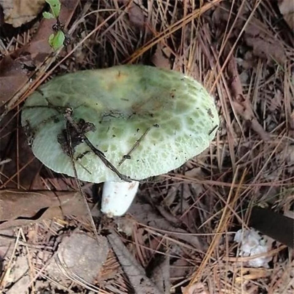 青头菌干货绿头菌梨菇木蘑菇蘑菇菌云南菌新鲜青头青头菌梨菇250克