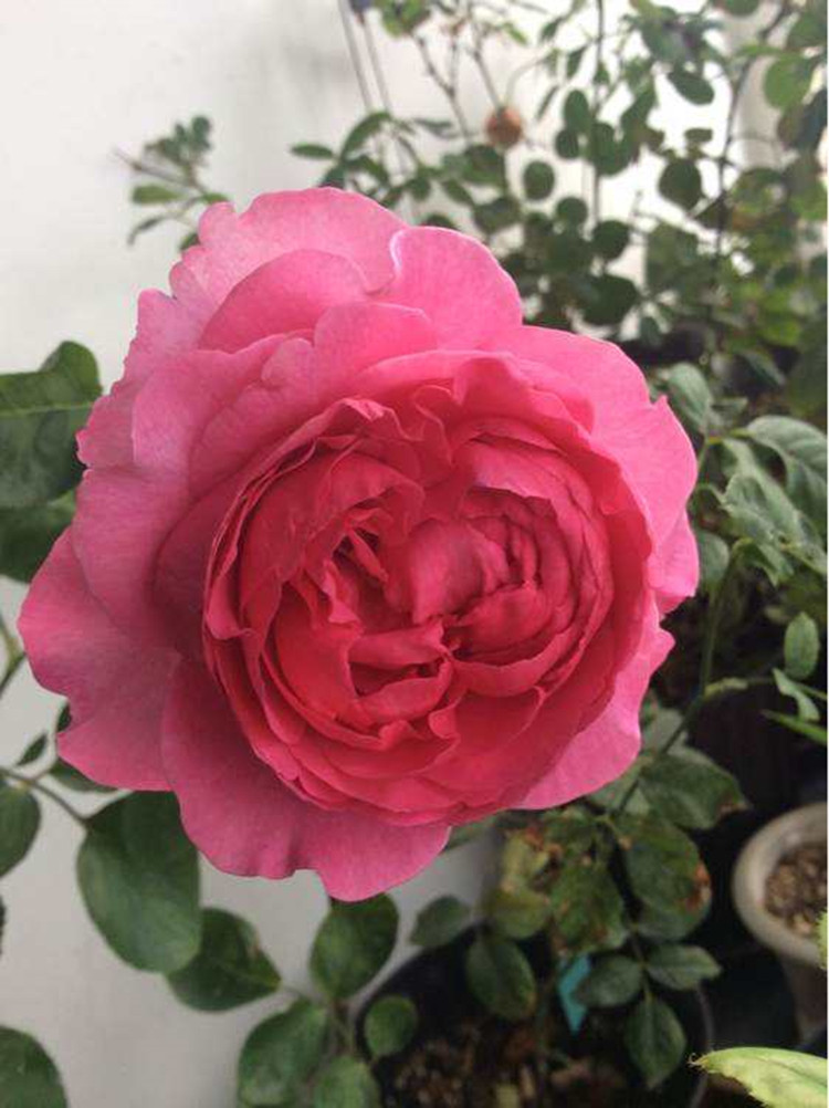 灌木伊芙伯爵大花浓香包子四季玫瑰月季盆栽花卉伊芙新娘中苗不含盆