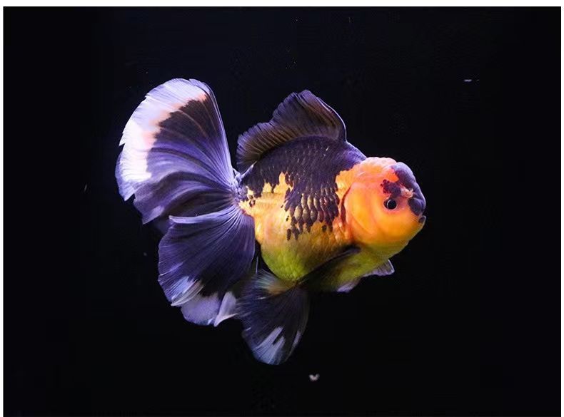 荣郁 泰狮金鱼活鱼百褶泰狮进口原泰f1黑红五花泰狮鱼苗小型金鱼冷水