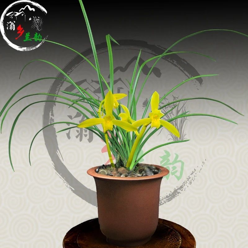 价 兰花 蕙兰 漓江雪 当年开花 香味浓 九华红素 3苗连体【图片 价格