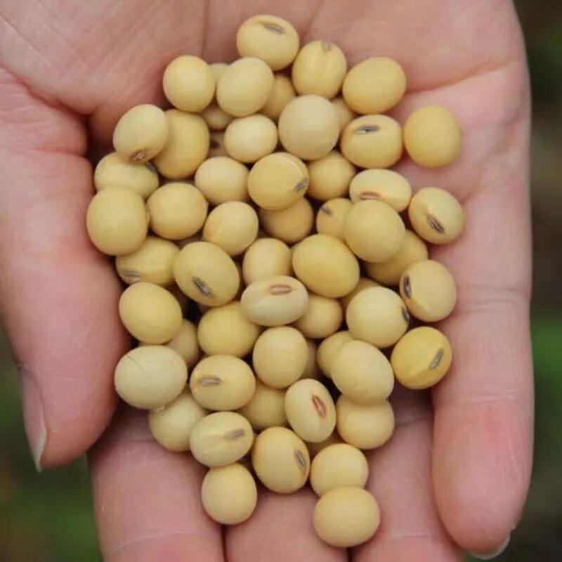 22年新黄豆农家笨黄豆打豆浆豆腐脑椭圆形黄豆一斤五斤量腹而食 22年