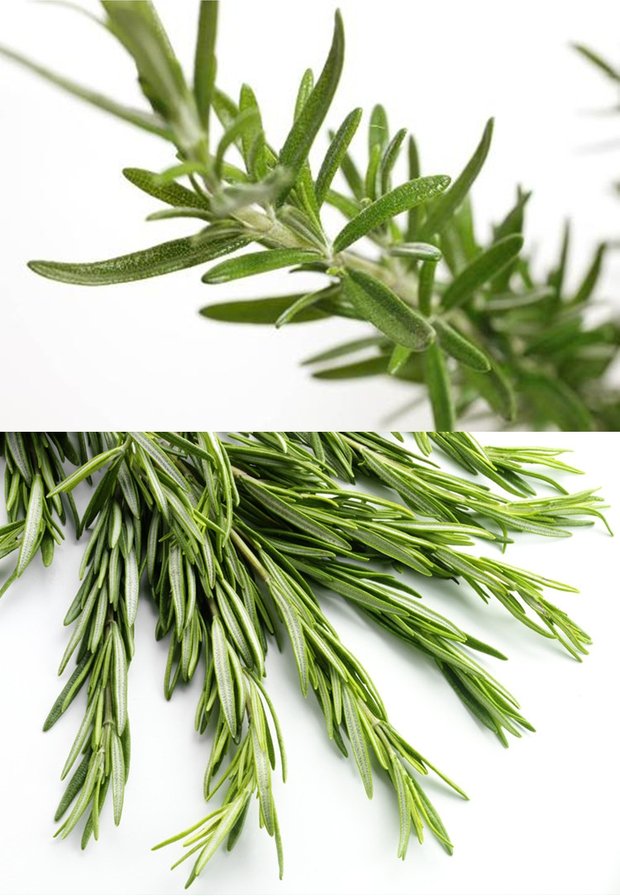 迷迭香种子 食用西餐香料 香草种子 调料种子 海洋之露 简装(15粒)